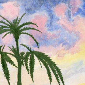 Hanf im Sonnenuntergang