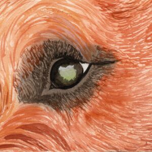 Irish Terrier Auge