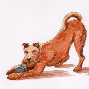 Irish Terrier Yoga
