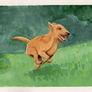Irish Terrier im Lauf